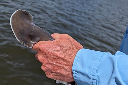 hand holding a bonnet shark